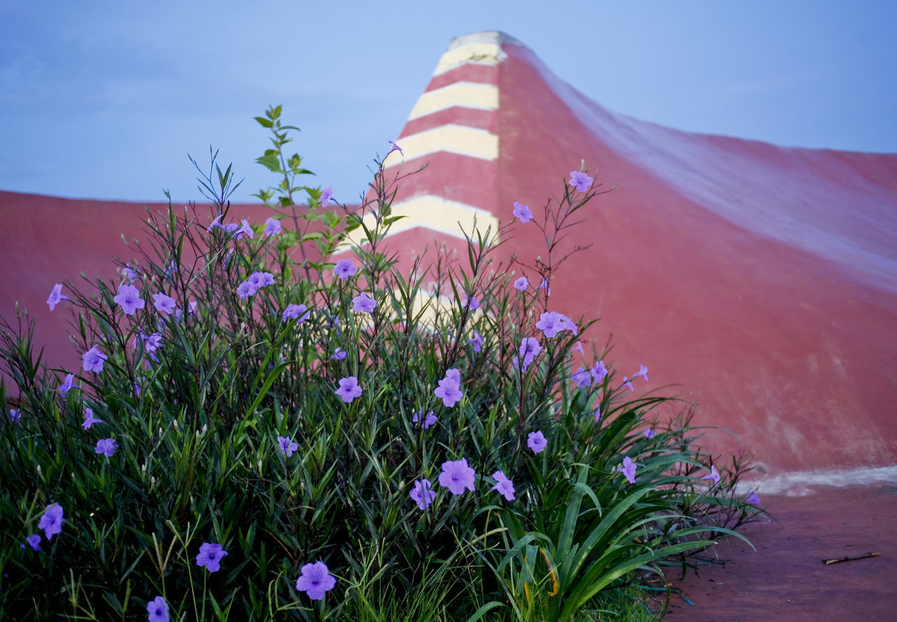 CLOSE-UP OF PURPLE FLOWERING PLANT ON FIELD