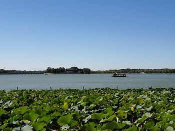 Scenic view of lake against clear blue sky