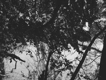 Low angle view of trees