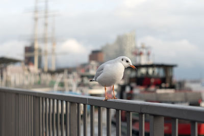 Seagull perching on railing