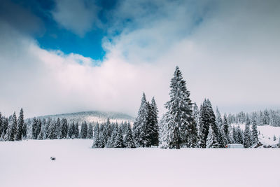 Pine trees on snow covered land against sky