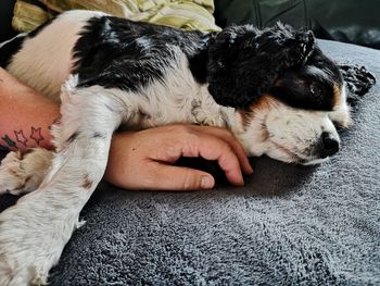 Dog lying on hand