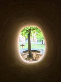 Trees seen through window