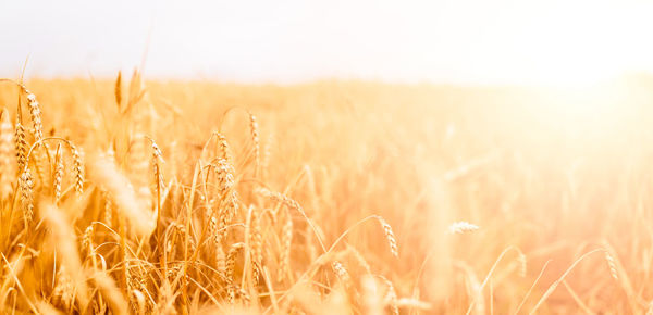 Close-up of wheat field against sky