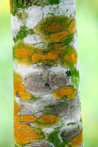 Digital composite image of tree trunk