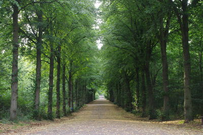 Footpath amidst trees in forest