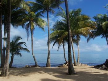 Palm trees on beach against sky