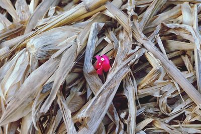 High angle view of red cherries