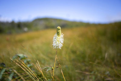 Close-up of dandelion flower on field