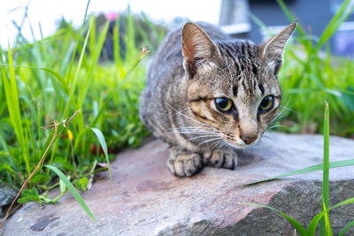 Close-up portrait of a cat