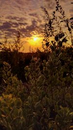 Close-up of plants against sunset sky