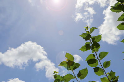 Low angle view of plants against blue sky on sunny day