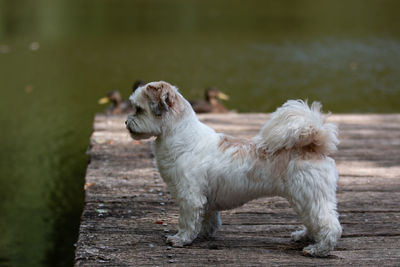 Dog looking away