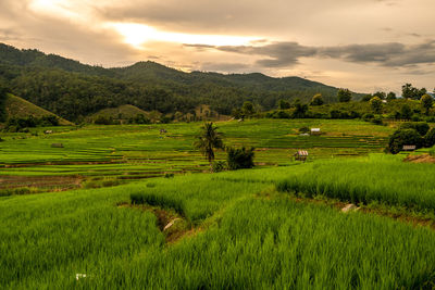 Scenic view of rice field against sky