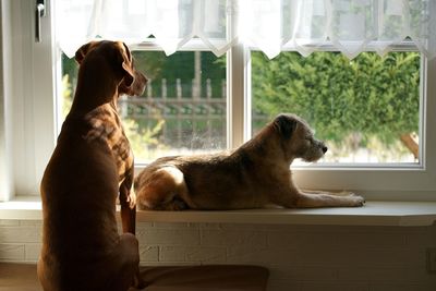 Dog looking through window