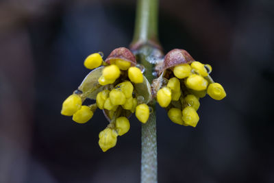 Close-up of yellow fruits on plant