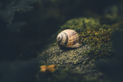 Close-up of snail on leaf