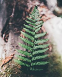 Close-up of succulent plant