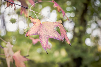 Close-up of maple leaves on tree during autumn