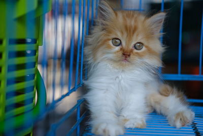 Portrait of kitten relaxing at home