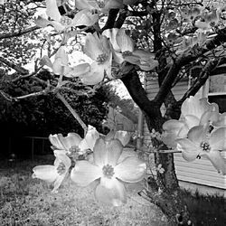 Close-up of white flowers