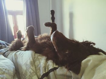 Cat relaxing on sofa at home