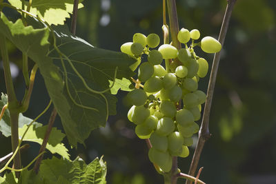 Close-up of grapes growing on plant