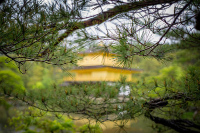 Close-up of tree in forest