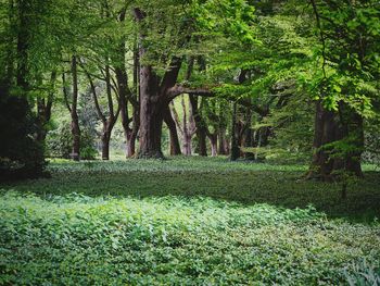 Trees growing in forest