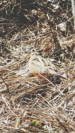 Close-up of bird