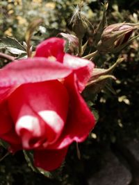 Close-up of pink rose