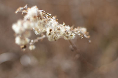 Close-up of insect on flower