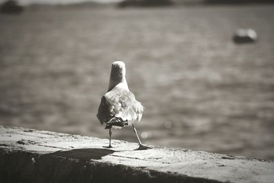 Close-up of bird perching on retaining wall