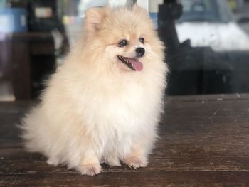 Portrait of dog looking away