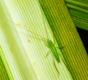Full frame shot of palm leaf