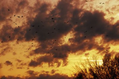 Low angle view of birds flying in sky