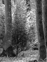 Trees growing in forest