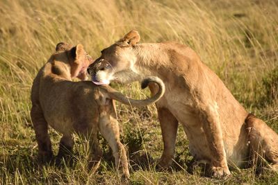 Close up of lioness licking her cub's back in grassland