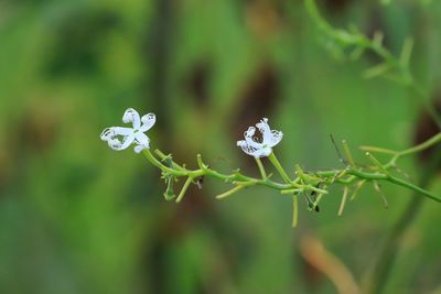 Close-up of white flowering plant