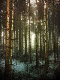 Trees in forest