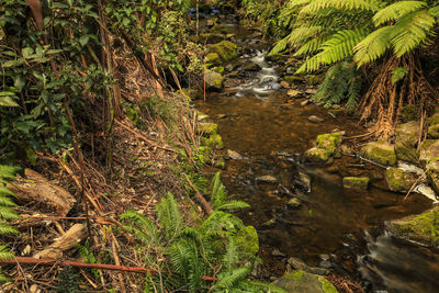 Stream flowing amidst trees in forest