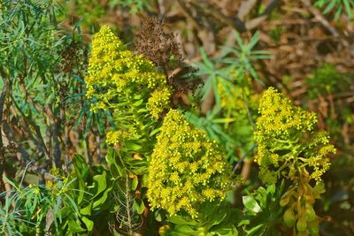 Close-up of yellow flowering plant on field