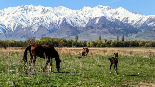 Horses in a field