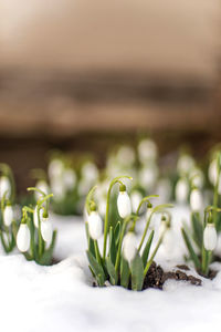 Close-up of plants growing outdoors