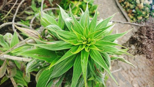 Close-up of plant