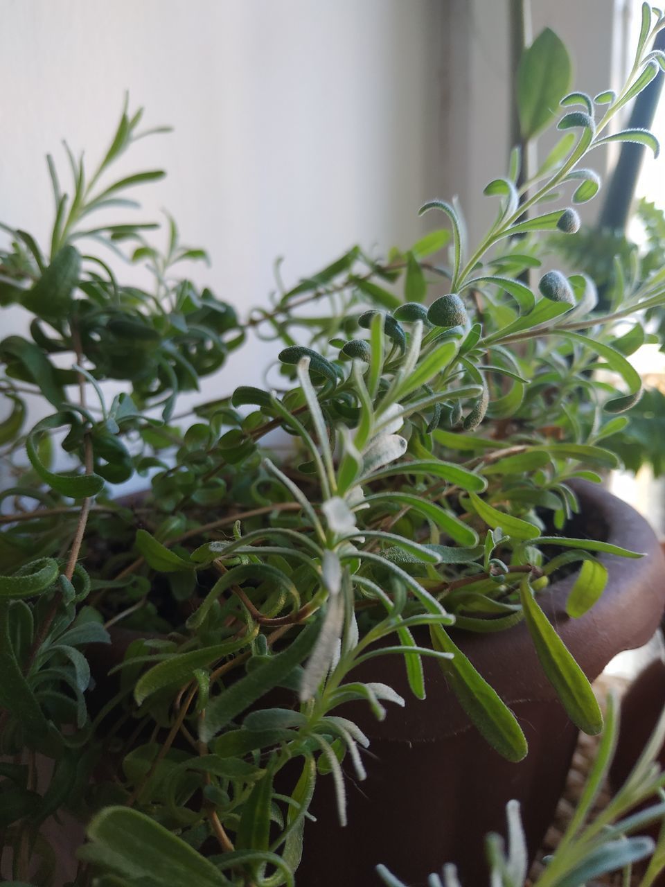 CLOSE-UP OF POTTED PLANTS