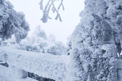 Snow covered trees against clear sky