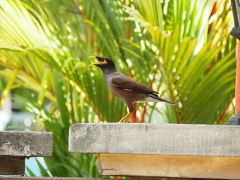 Bird perching on a railing