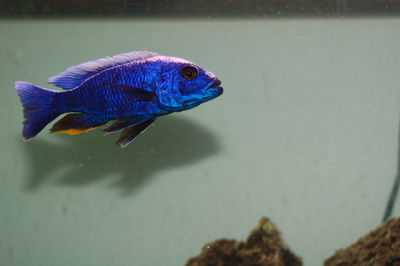 Close-up of blue background