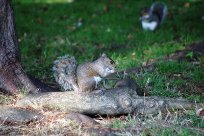 Squirrel in a park